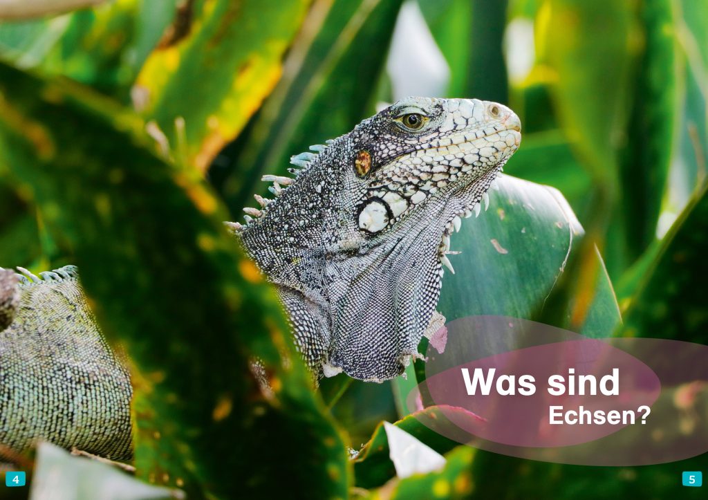 Sachbuch Tessloff WAS IST WAS Erstes Lesen. Echsen