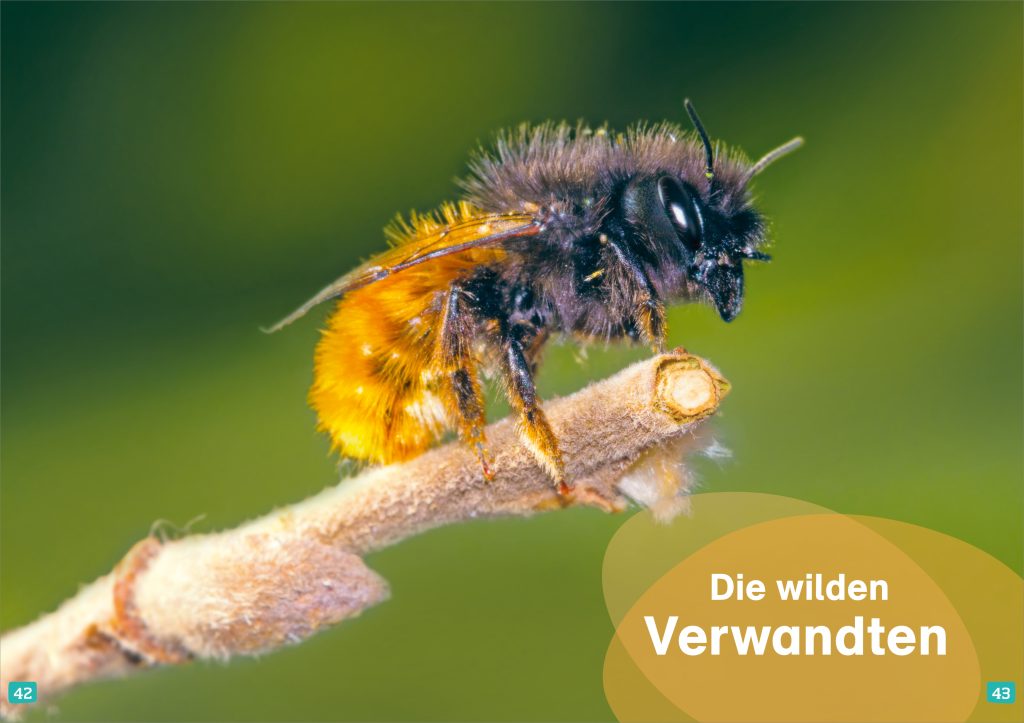 WAS IST WAS Erstes Lesen. Bienen