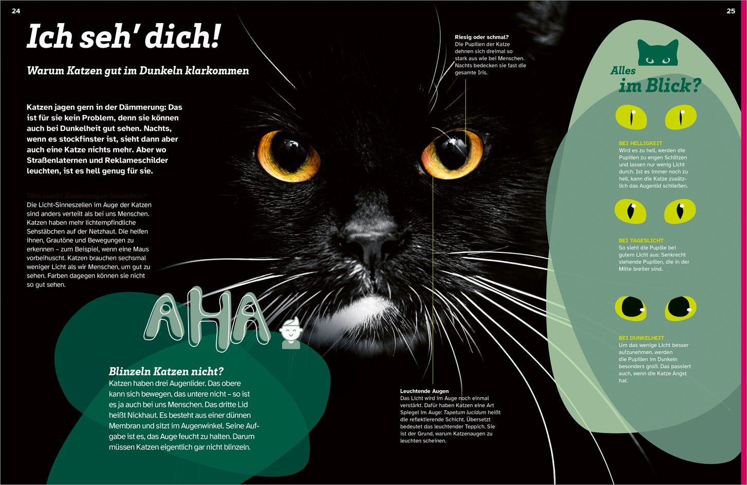 Buch Tessloff WAS IST WAS Katzen. Eigenwillige Schnurrer