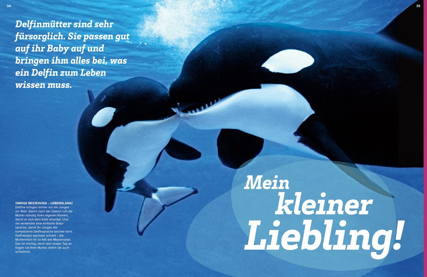 Buch Tessloff WAS IST WAS Delfine. Immer im Team