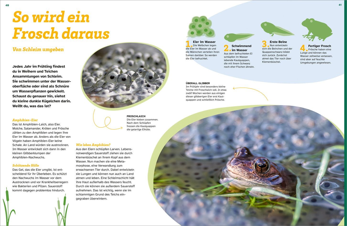 Buch Tessloff WAS IST WAS Schleim. Eklig? Nein, genial!
