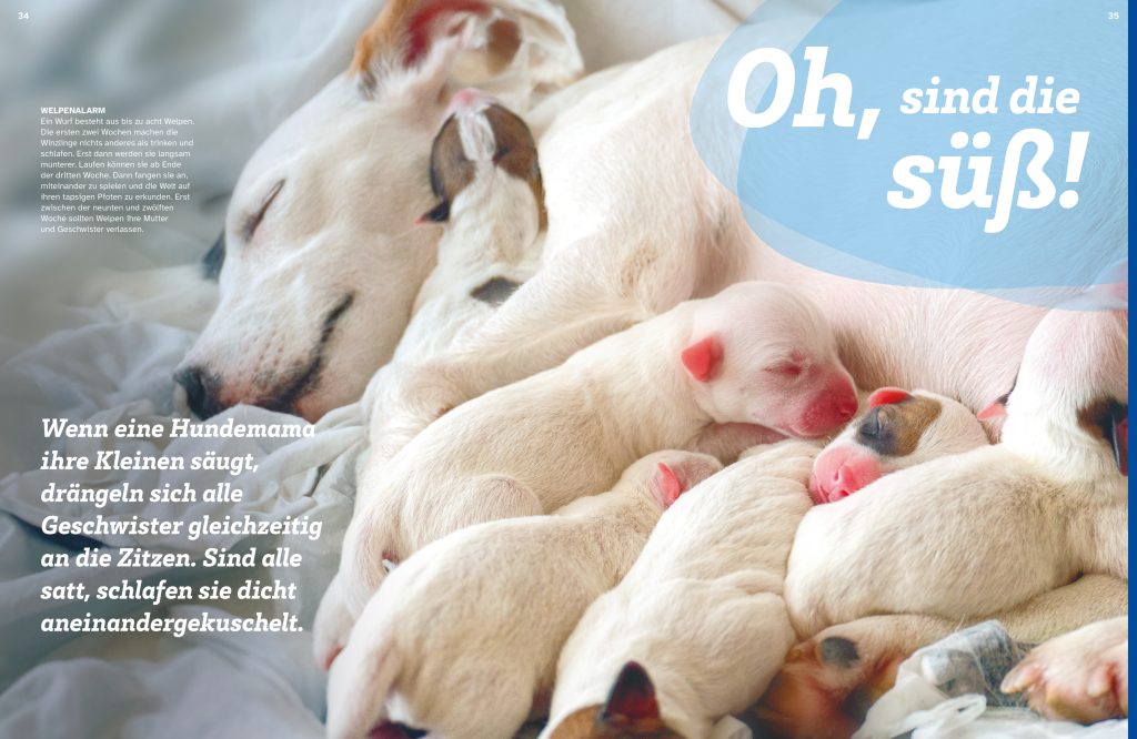 Buch Tessloff WAS IST WAS Hunde. Auf die Pfoten, fertig, los!