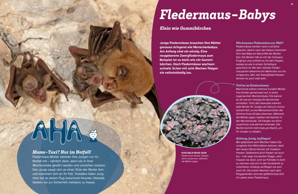 Buch Tessloff WAS IST WAS Fledermäuse. Flink durch die Nacht