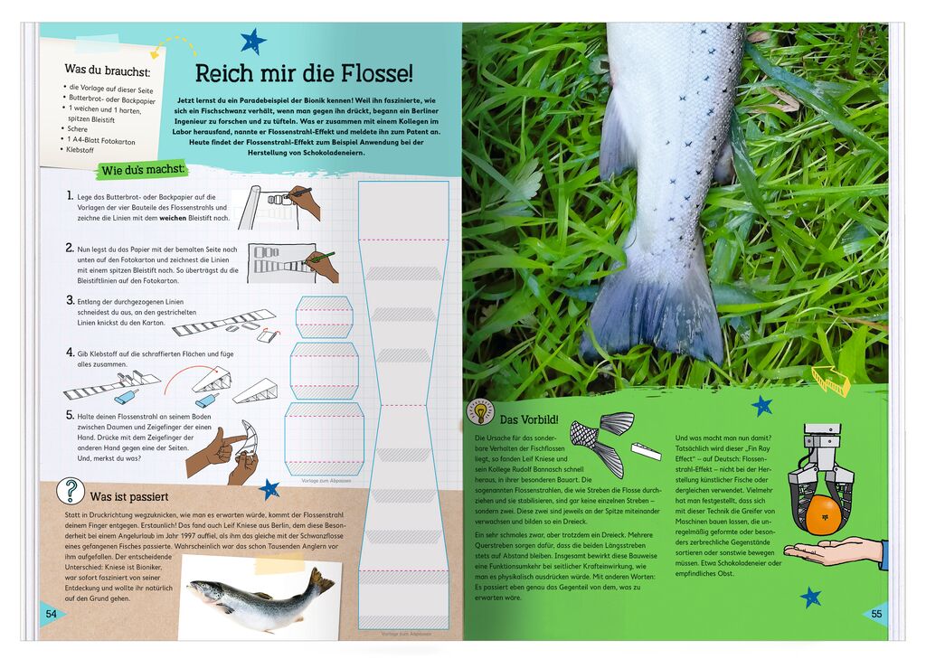 PhänoMINT Abgeschaut & Nachgebaut