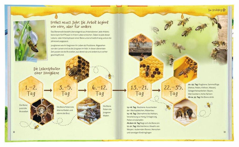 Brummsumm - Entdecke die Welt der Honigbiene - WELTENTDECKER