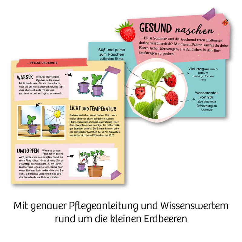 Feen-Erdbeeren