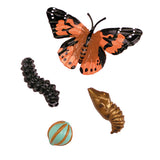 Schmetterling Lebenszyklus
