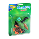 Schmetterling Lebenszyklus