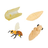 Biene Lebenszyklus