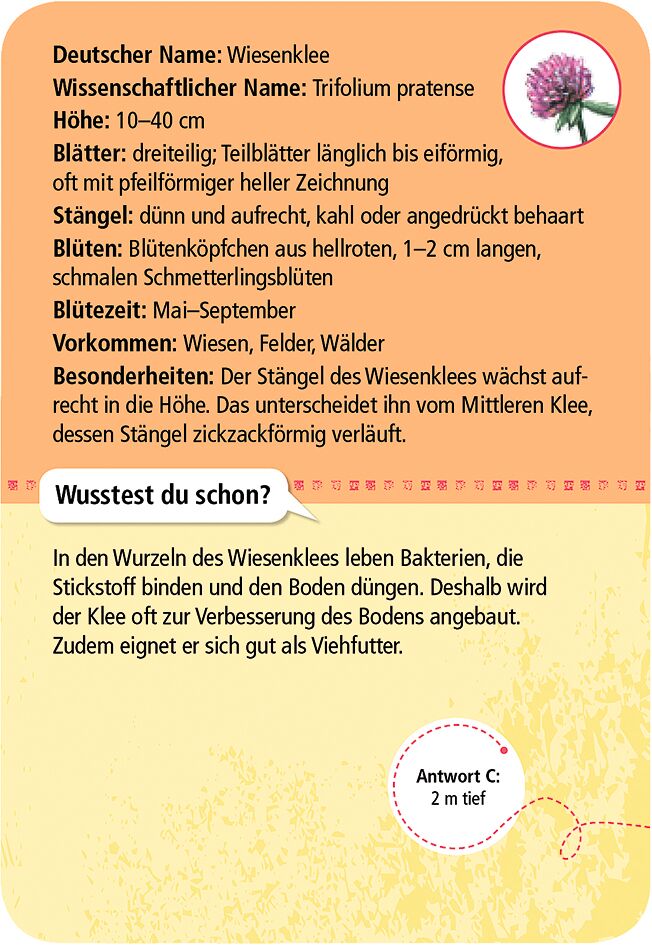 Expedition Natur 50 heimische Blumen