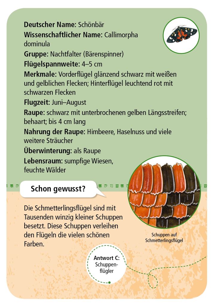 Expedition Natur 50 heimische Schmetterlinge