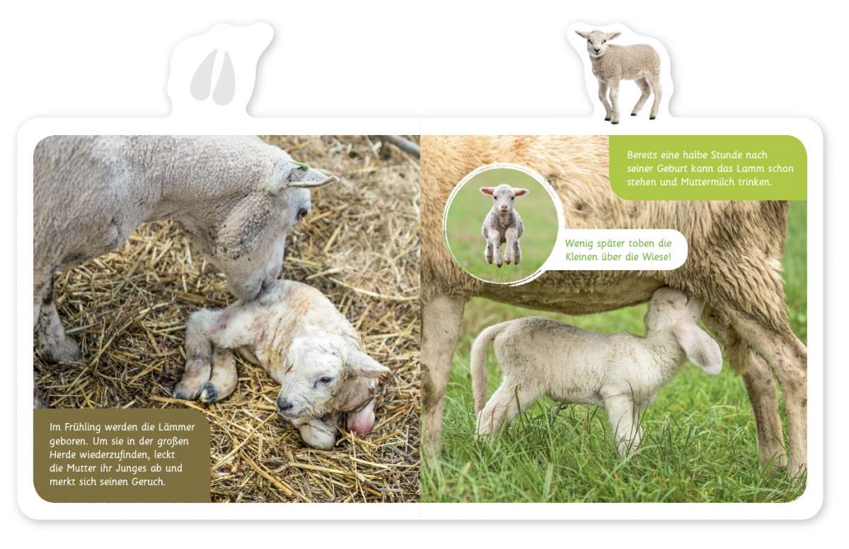 Mein kleines Tier-Lexikon: Das Schaf