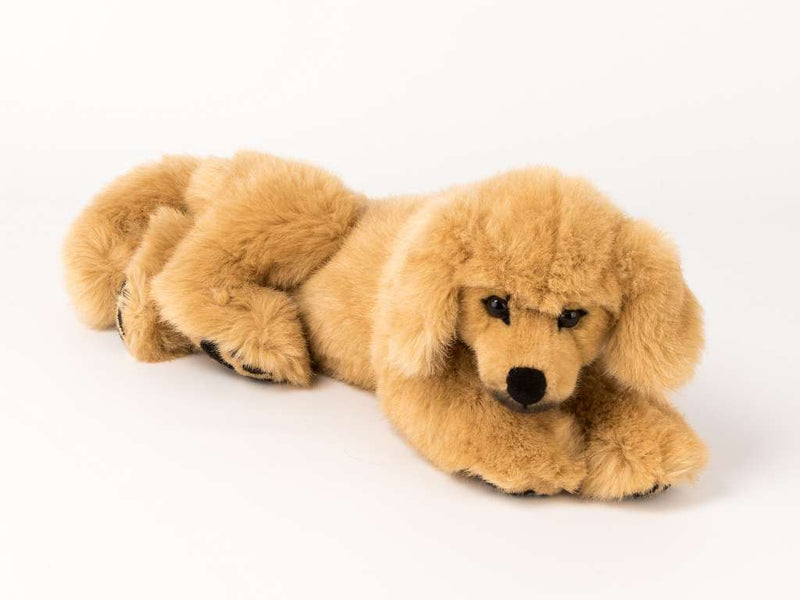 Golden Retriever Welpe  liegend