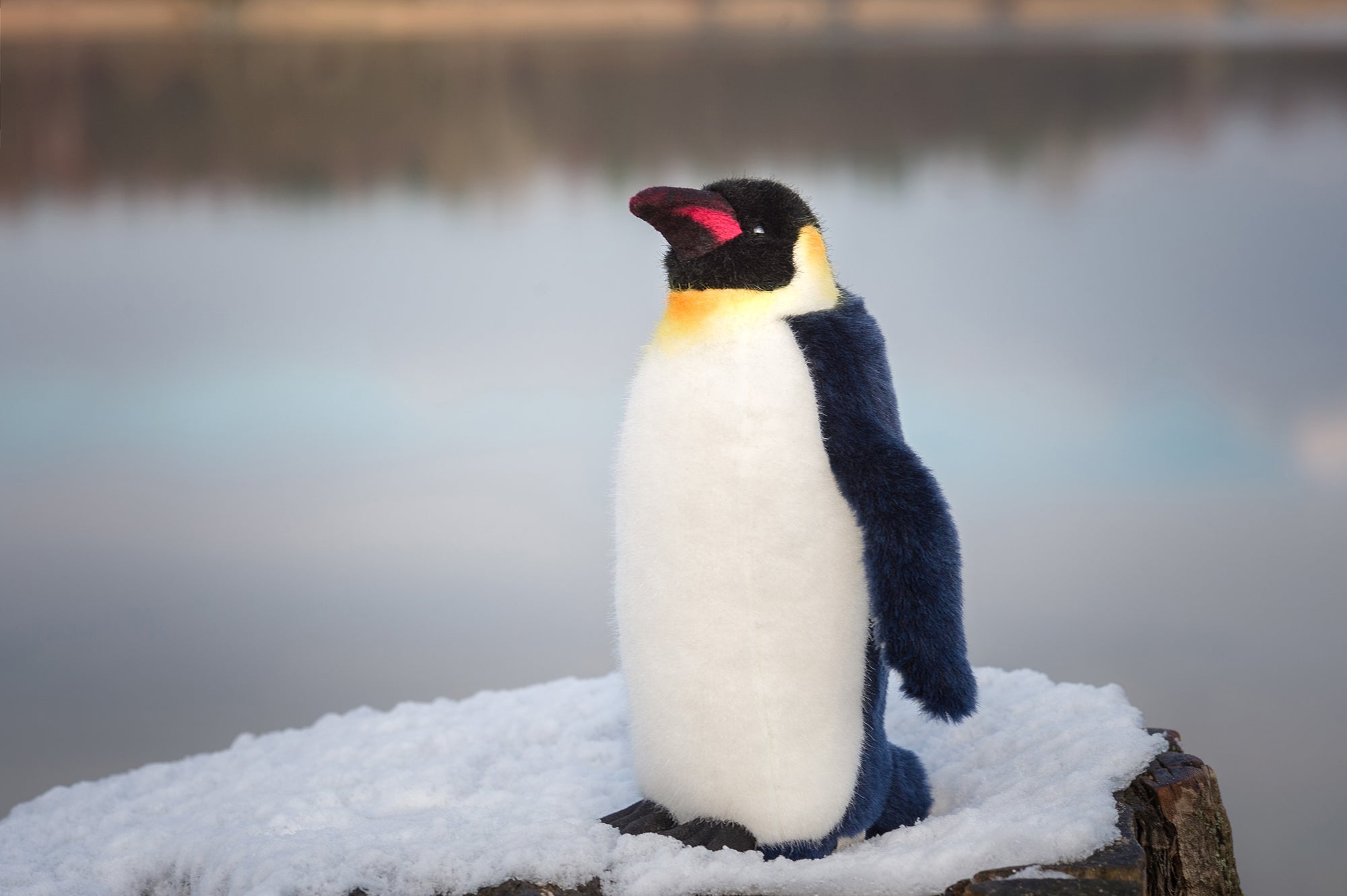 Kaiserpinguin "Fidor", klein
